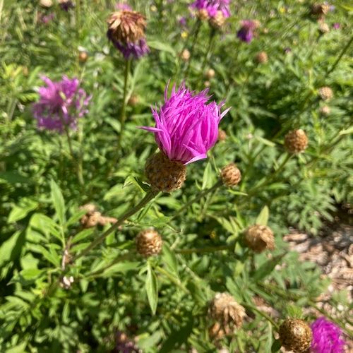 centaurea-scabiosa.jpg