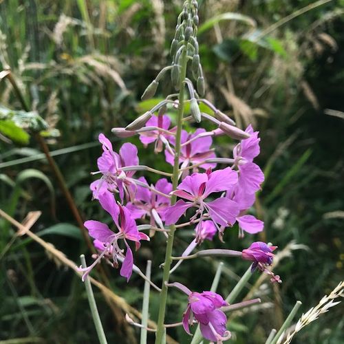 chamerion-angustifolium.jpg