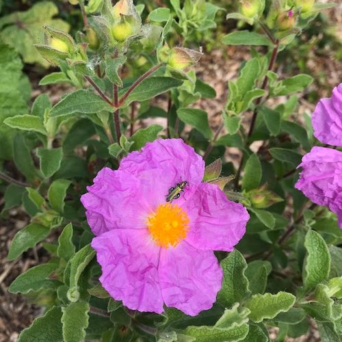 cistus-incanus.jpg