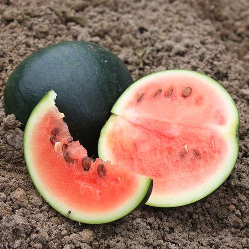 citrullus-lanatus-sugar-baby.jpg