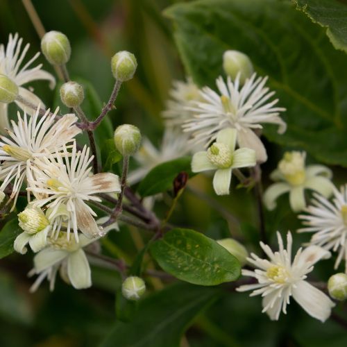 clematis-vitalba.jpg