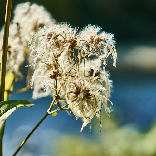 clematis-vitalba_2.jpg