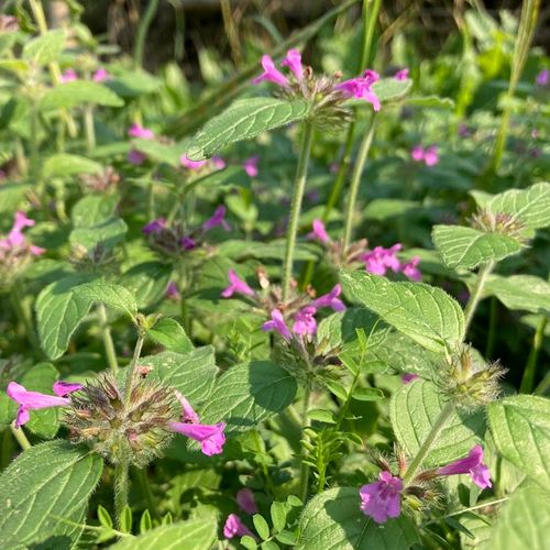 clinopodium-vulgare_2.jpg