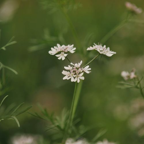 coriandrum-sativum.jpg