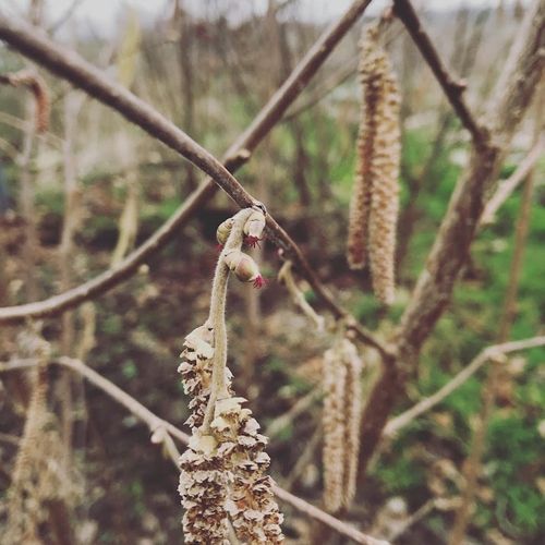 corylus-avellana-cosford_2.jpg