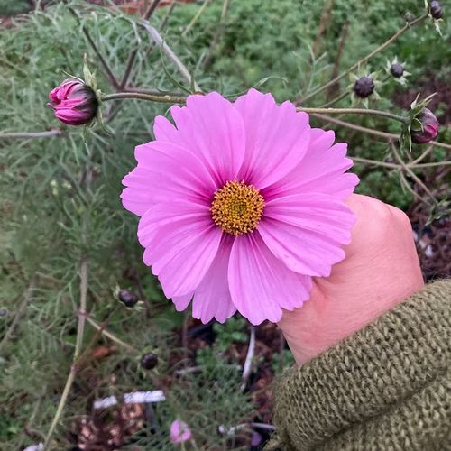 cosmos-bipinnatus.jpg