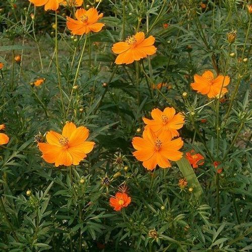 cosmos-sulphureus.jpg