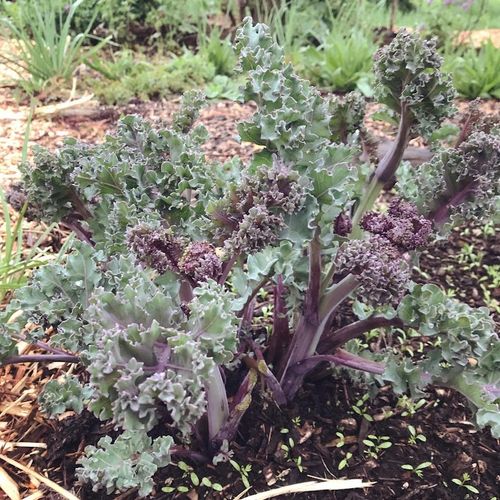 crambe-maritima.jpg