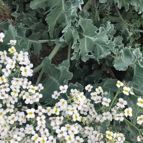 crambe-maritima_2.jpg