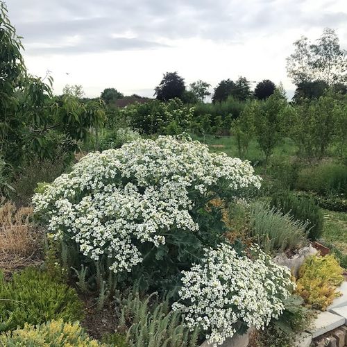 crambe-maritima_3.jpg