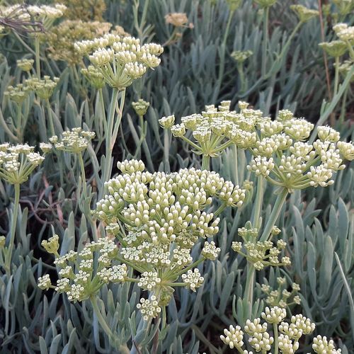 crithmum-maritimum.jpg