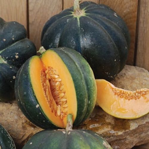 cucumis-melo-noir-de-carmes.jpg