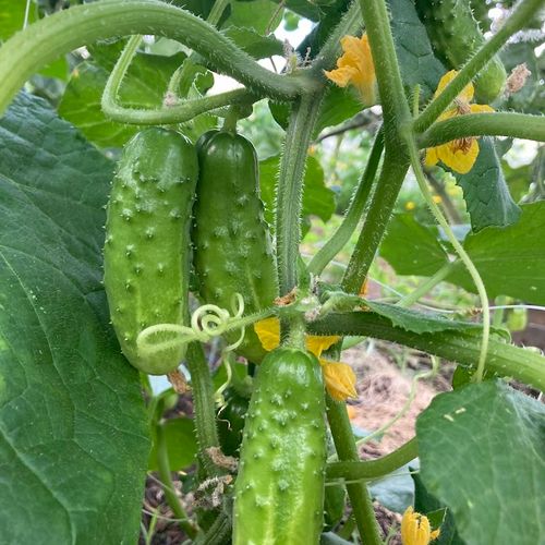 cucumis-sativus-liefje.jpg