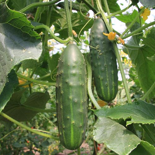 cucumis-sativus-marketmore.jpg