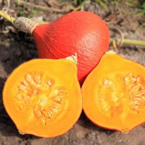 cucurbita-maxima-fictor.jpg