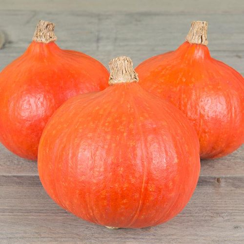 cucurbita-maxima-fictor_2.jpg