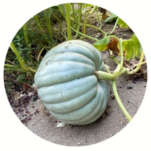 cucurbita-maxima-jarrahdale.jpg