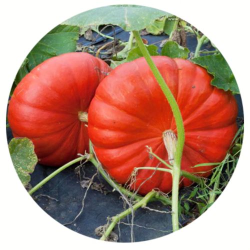 cucurbita-maxima-rouge-vif-detampes.jpg