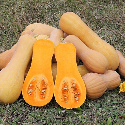 cucurbita-moscha-butternut.jpg