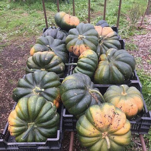 cucurbita-moschata-muscat-de-provence.jpg