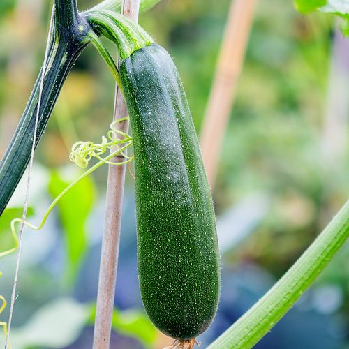 cucurbita-pepo-ola-escaladora.jpg