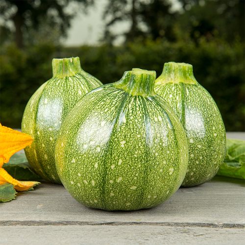 cucurbita-pepo-ola-redonda.jpg
