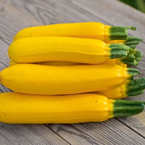 cucurbita-pepo-solara.jpg