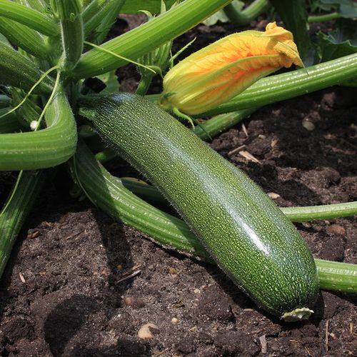 cucurbita-pepo-zucchini.jpg