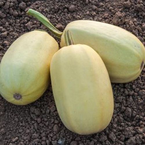 cucurbita-pepo_2.jpg