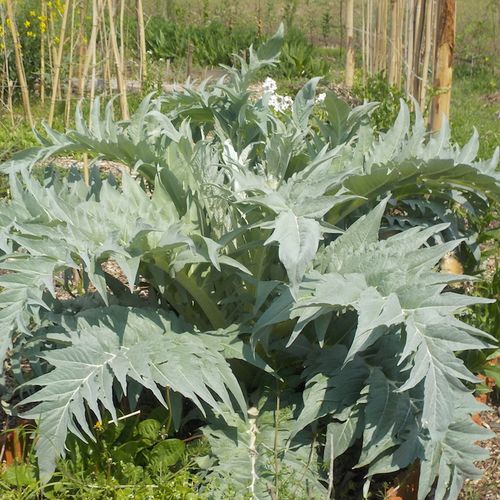 cynara-cardunculus_2.jpg