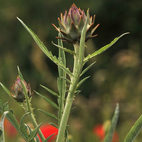 cynara-cardunculus_3.jpg