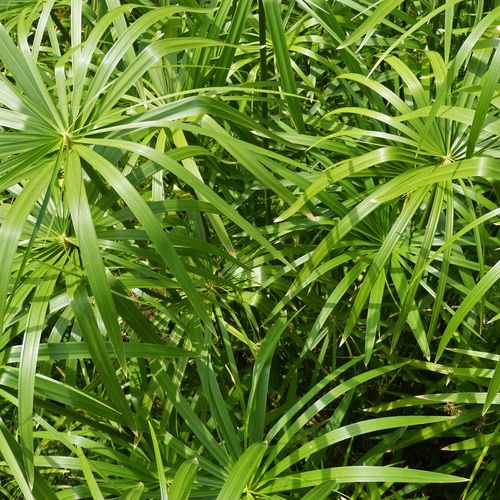 cyperus-alternifolius.jpg