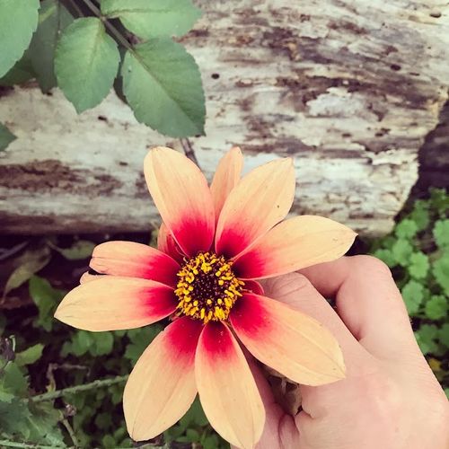 dahlia-hybride-carnaval-mix.jpg