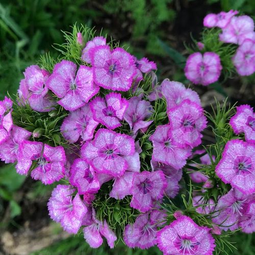 dianthus-barbatus.jpg