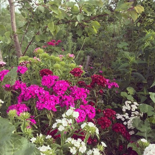 dianthus-barbatus_2.jpg