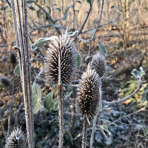 dipsacus-fullonum_2.jpg