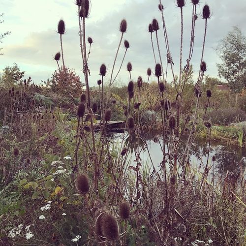 dipsacus-fullonum_3.jpg