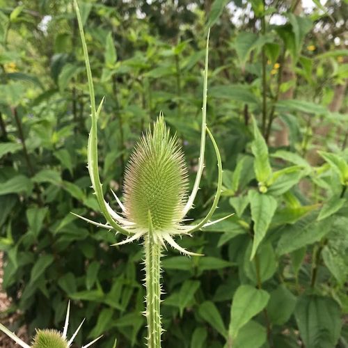 dipsacus-fullonum_4.jpg