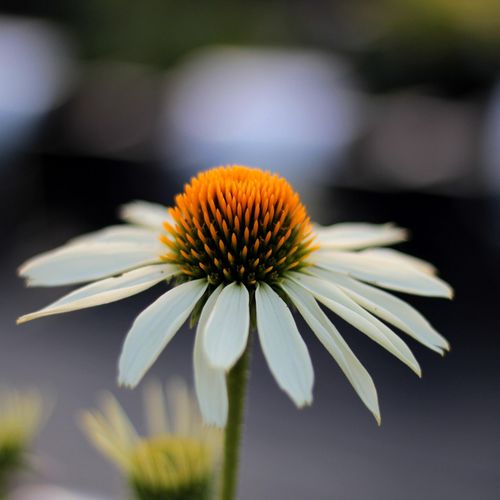 echinacea-purpurea-white-swan.jpg
