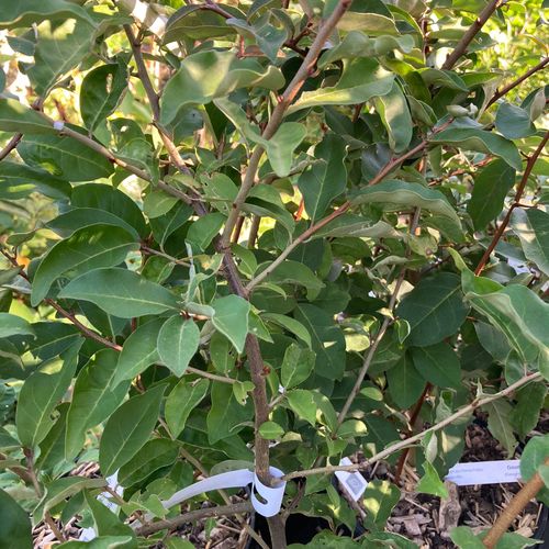 elaeagnus-multiflora-goumi.jpg