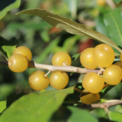 elaeagnus-umbellata-pointillar-fortunellar.jpg