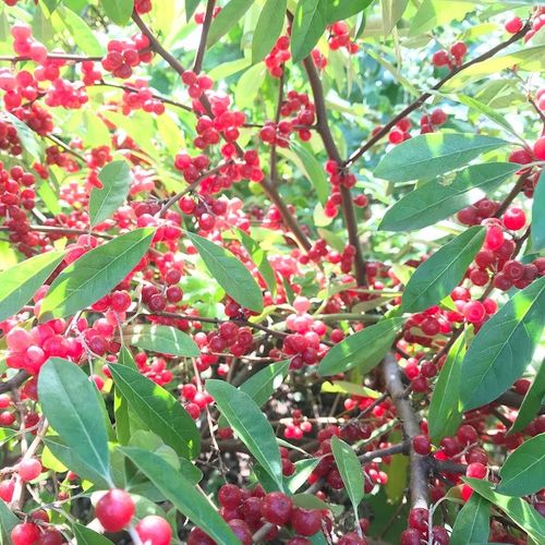 elaeagnus-umbellata.jpg