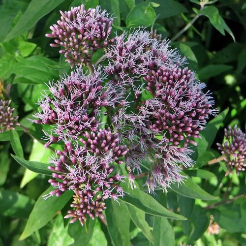 eupatorium-cannabinum.jpg