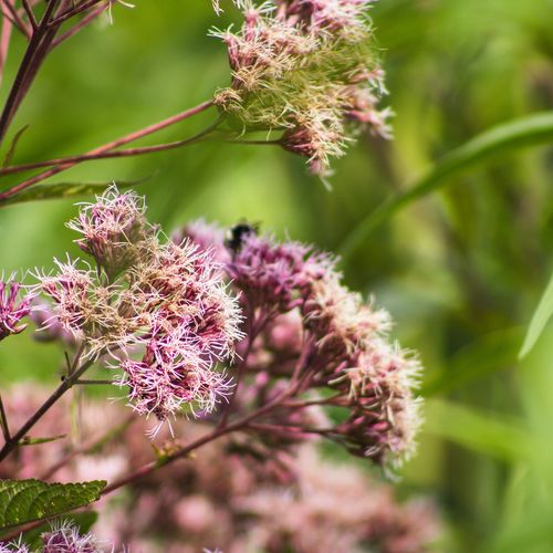 eupatorium-maculatum.jpg