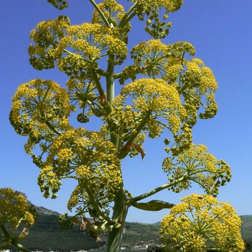 ferula-communis-subsp-glauca.jpg