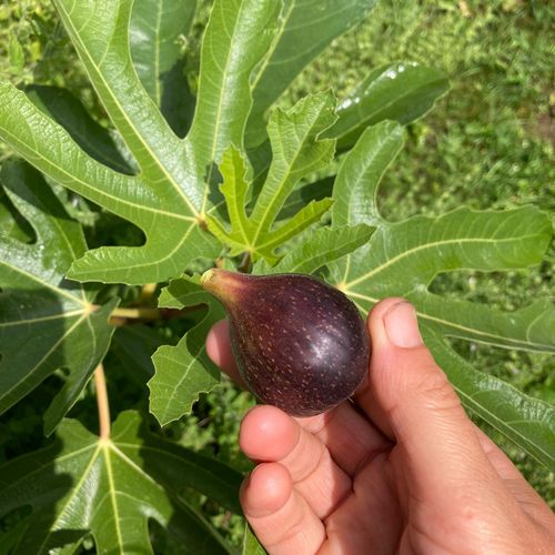 ficus-carica-dalmatie.jpg