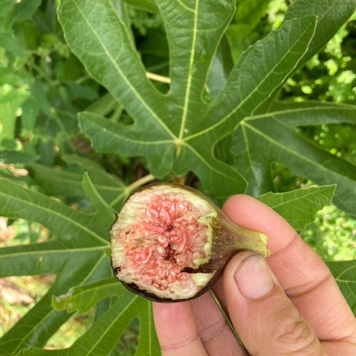 ficus-carica-dalmatie_2.jpg