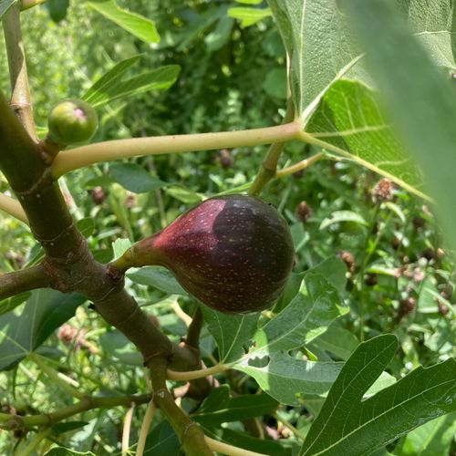 ficus-carica-dalmatie_3.jpg
