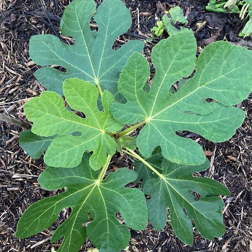 ficus-carica-franse-pingo-de-mel.jpg