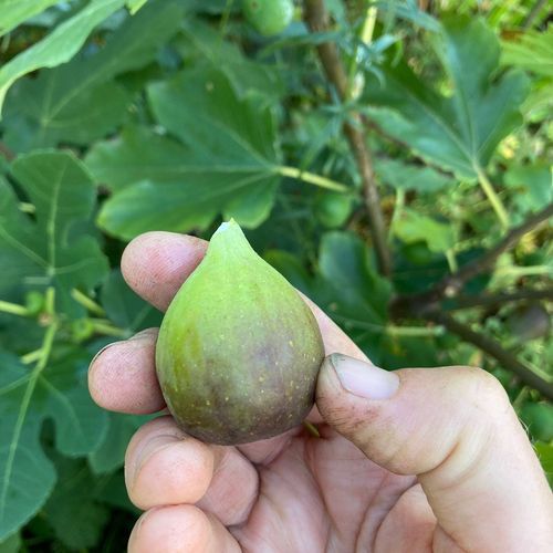 ficus-carica-michurinska-10.jpg